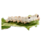 blob.png