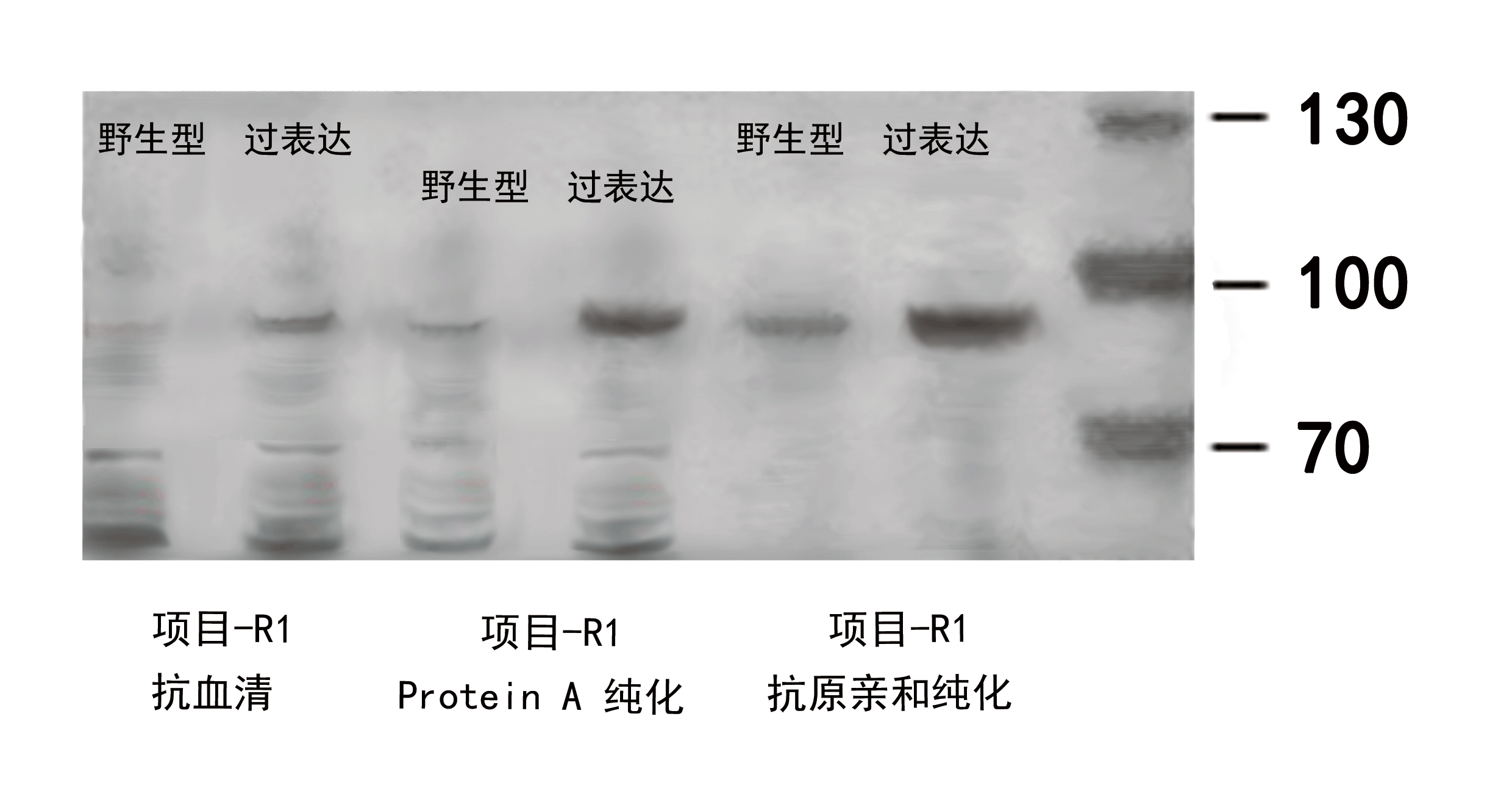WB結果.gif