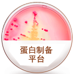 蛋白制備平臺